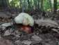 Sátántinóru (Rubroboletus satanas), Budai-hegység
